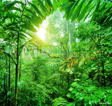 Picture of Fresh green rainforest